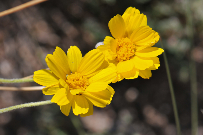 Woolly Desert Marigold has single flower heads on long  5 inch (12 cm) naked stems as shown in the photo below. Baileya pleniradiata